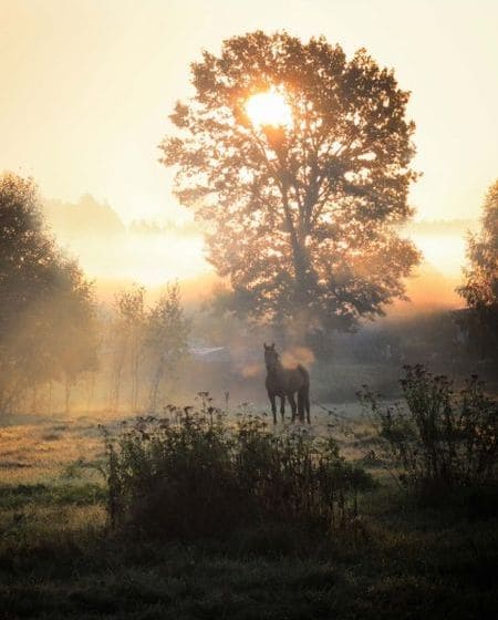 Horse in misty haze